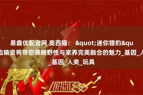 易鑫优配官网 奥西猫： "迷你猎豹"的混血精灵将带您领略野性与家养完美融合的魅力_基因_人类_玩具